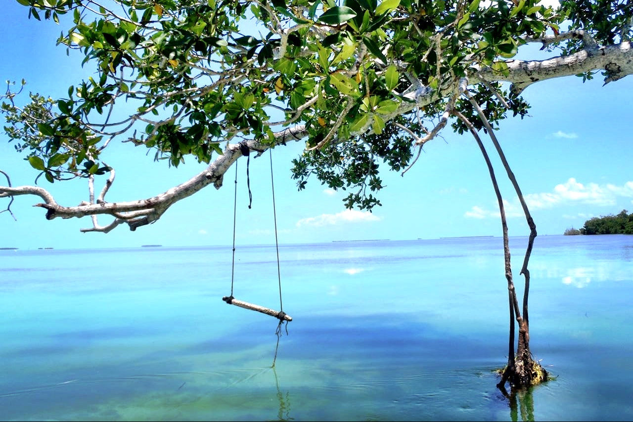 Swing hanging from a tree over a body of water with a clear blue sky.