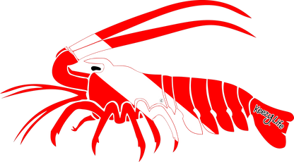 Copyrighted image of a Lobster. Red body with a white stripe that looks live a diver down flag.