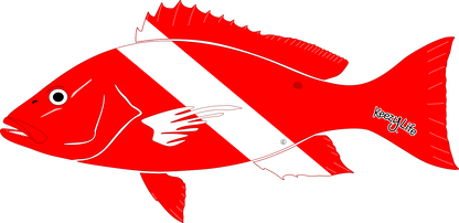 Copyrighted image of a Snapper. Red body with a white stripe that looks live a diver down flag.