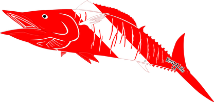 Copyrighted image of a Wahoo. Red body with a white stripe that looks live a diver down flag.